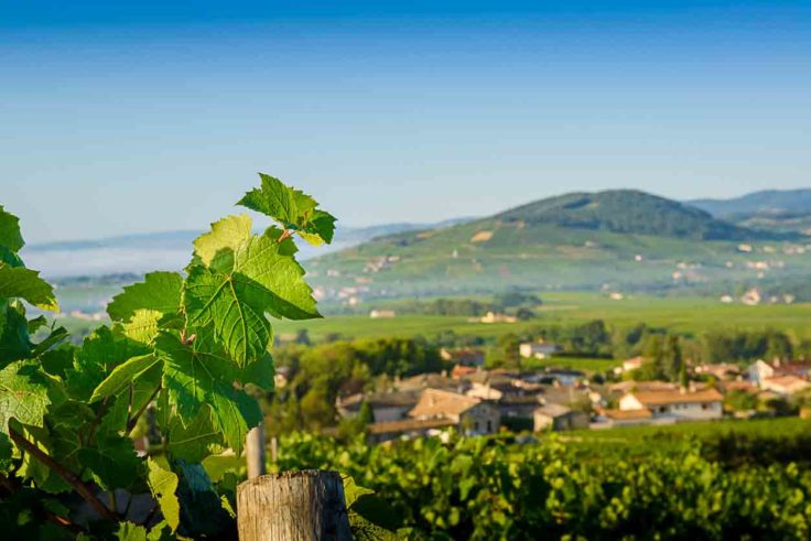 Mont Brouilly dans le Beaujolais